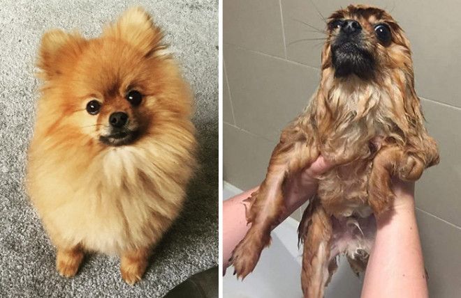 15 смешных фото собак до и после купания