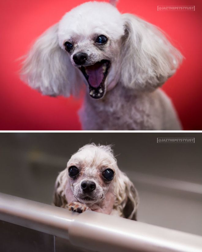 15 смешных фото собак до и после купания